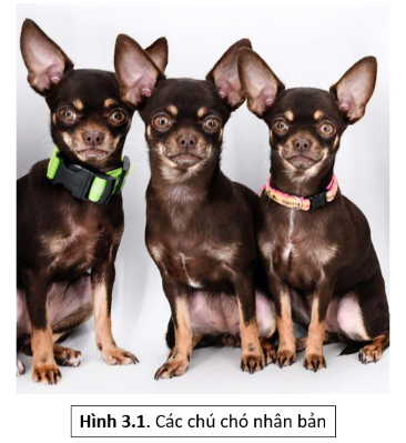 Các con chó trong hình 3.1 là 3 trong số 49 chú chó con được tạo ra từ một chó mẹ có tên Miracle Mill (thuộc giống Chihuahua)...