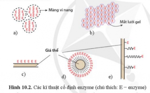 Quan sát hình 10.2 và cho biết kĩ thuật cố định enzyme từ (a) đến (e) thuộc loại nào sau đây?