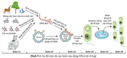 Trong quy trình tạo dòng DNA tái tổ hợp (hình 9.3, bài 9), enzyme được dùng trong những bước nào? Chúng là những enzyme nào? Nêu vai trò xúc tác của các enzyme đó.