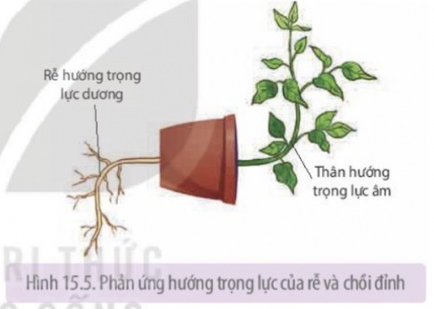 Dựa trên cơ chế hướng động, giải thích về phản ứng hướng trọng lực dương của rễ cây trong hình 15.5 dưới tác động của auxin.