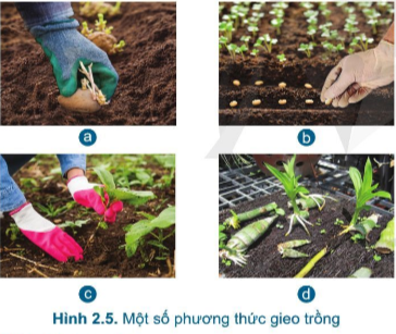  Quy trình trồng trọt