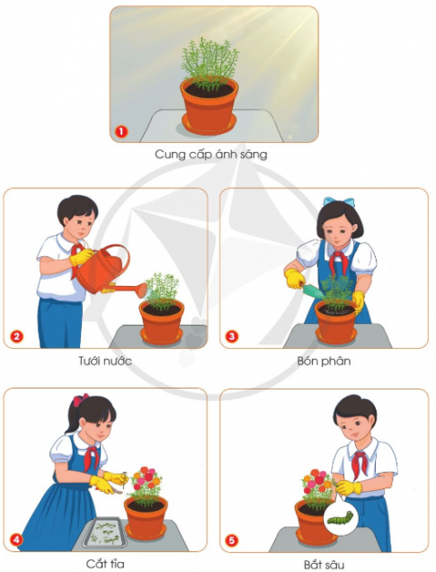 Các công việc trồng và chăm sóc cây hoa mười giờ trong chậu cũng tương tự như đối với hoa cúc chuồn